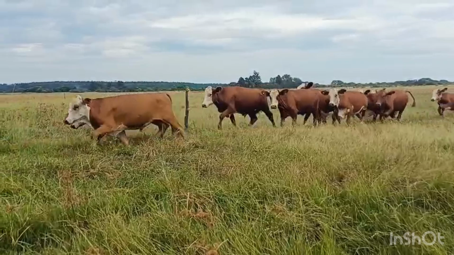 Lote 86 Terneros/as en Corrientes, Mburucuyá