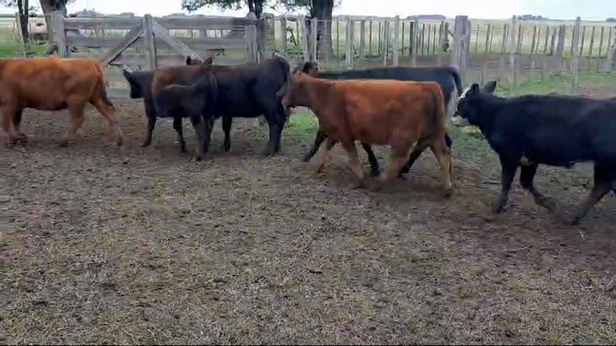 Lote 60 Terneras