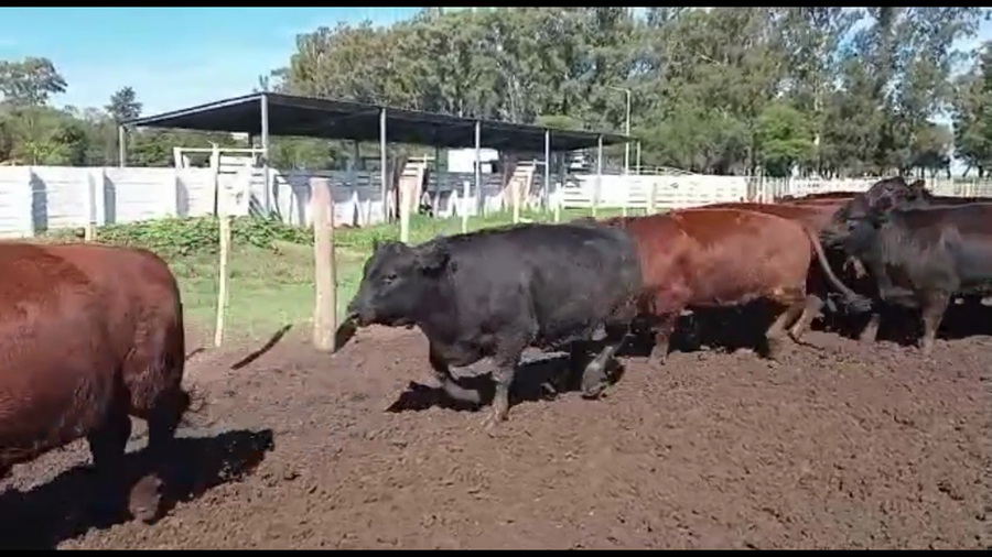 Lote 60 Novillos