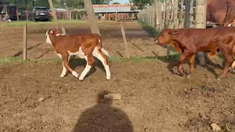 Lote 60 Vacas CUT preñadas