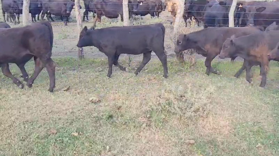 Lote 120 Terneros/as en Entre Ríos, Villaguay