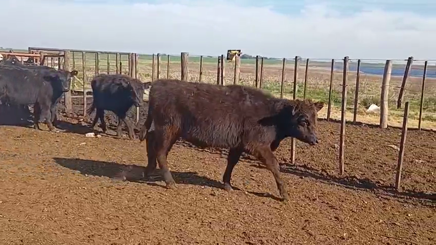 Lote 183 Terneros/as en Buenos Aires, Darregueira