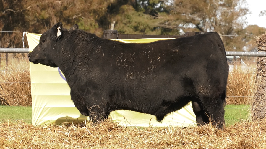 Lote TOROS A. ANGUS PURO PEDIGREE
