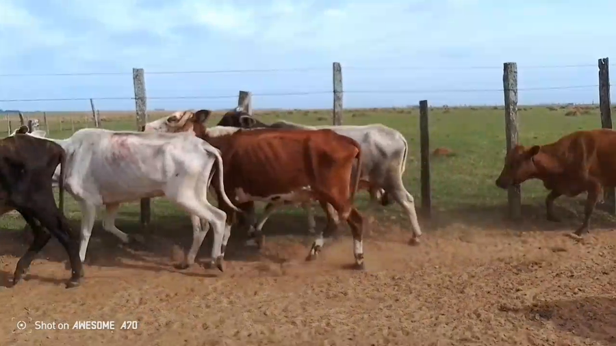 Lote 35 Vacas de invernar