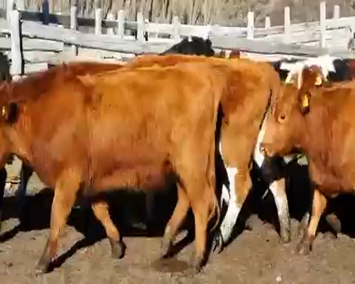 Lote 20 Vaquilla Engorda en Coyhaique, XI Región Aysén