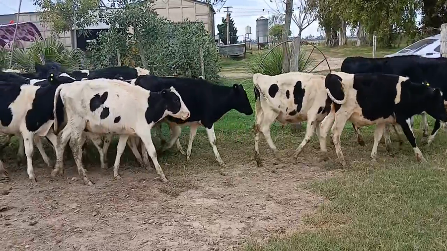 Lote 15 Terneros Holando Argentino en Sunchales, Santa Fe