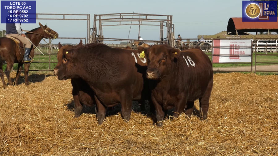 Lote TOROS ANGUS COLORADOS PC