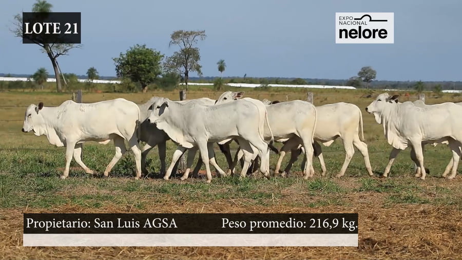 Lote Expo Nacional Terneras - Lote 21