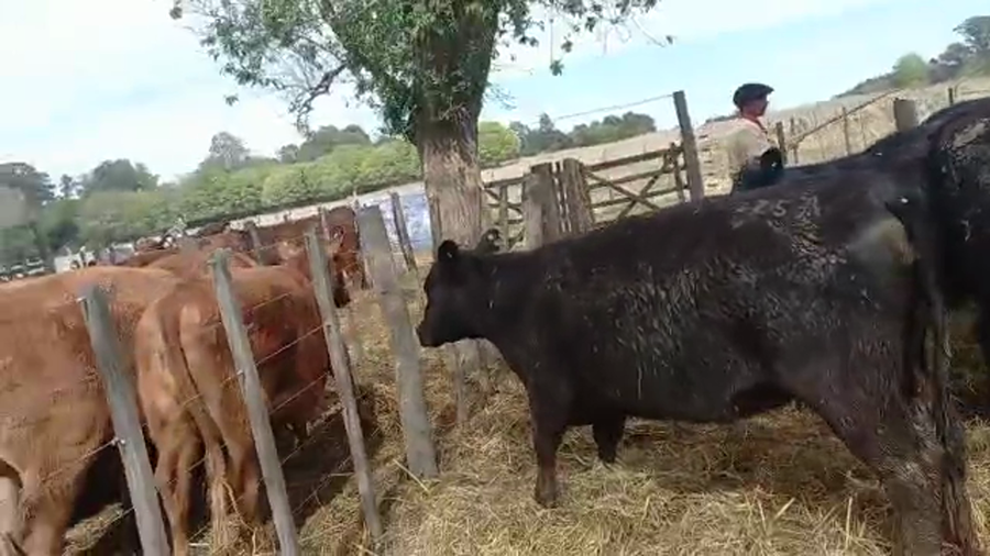 Lote "Corral 189 Vaq. Angus MAS y Generales Preñadas ""Pequeño Castigado de Arocena"""