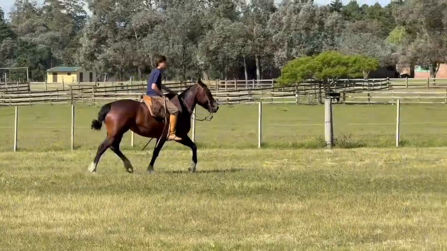 Lote CATANDUVA CINDERELA