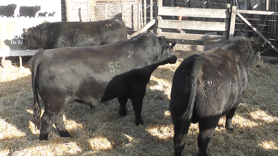 Lote 3 Toros a remate en Cabaña La Escondida de Zuberbühler, Buenos Aires