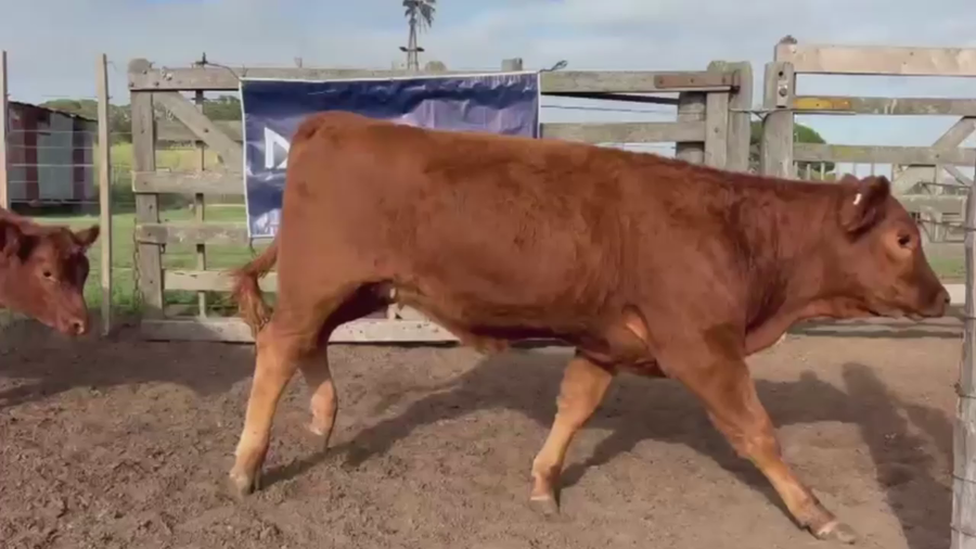 Lote 70 TERNS. HEMBRAS, GUAMINI, PCIA. BS. AS.