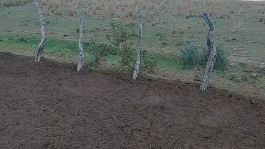 Lote 54 Vacas de invernar en Goya, Corrientes