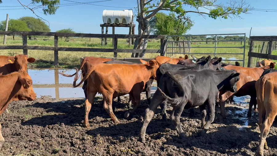 Lote 25 Terneras y Vaquillas en Formosa, Formosa