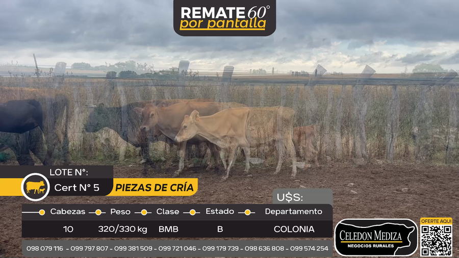 Lote 10 Piezas de cría en La Horqueta, Colonia