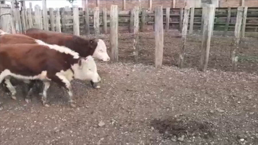 Lote 24 Terneros Carnicera a remate en PARADA DEL TERNERO 193kg -  en Parada fariña