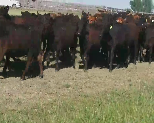 Lote 190 Terneras en Villaguay, Entre Ríos