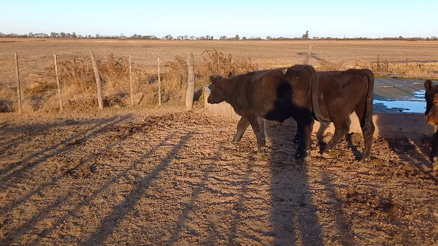 Lote 11 Novillitos y vaquillonas Cruzas en Col. Bigand, Santa Fe