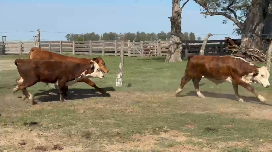 Lote 120 Terneros en Corrientes, Paso de Los Libres