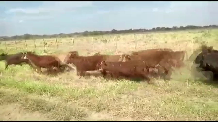Lote 150 Terneras en Las Lomitas, Formosa