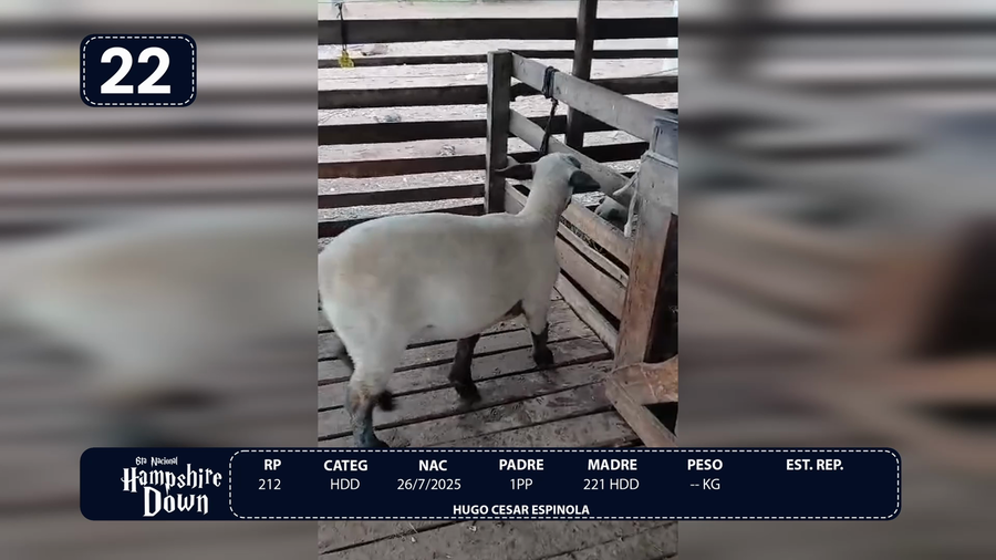Lote LOTE 22