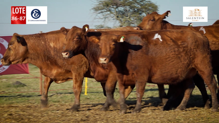 Lote LOTE 86/87 - VACAS BRAFORD GENERALES NUEVAS (S`15,16,17) PREÑADAS SERVICIO NATURAL