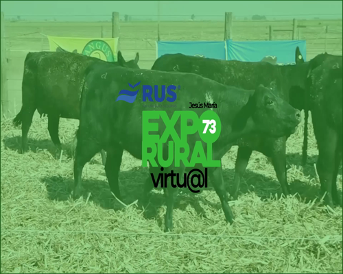 Lote VACA CON CRIA PC ANGUS