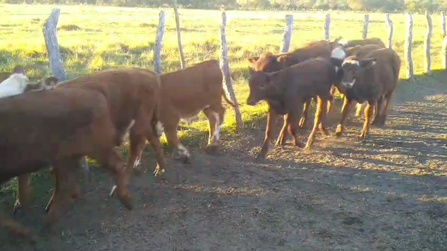 Lote 58 Terneros/as
