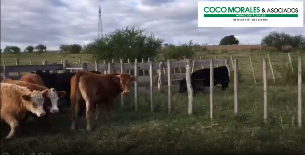Lote 10 Novillos en Colonia
