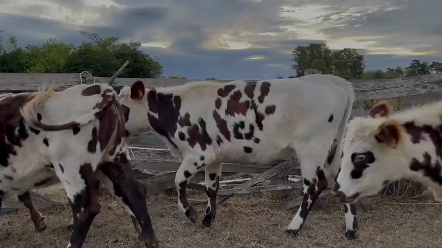 Lote VAQUILLONAS 1 a 2 AÑOS