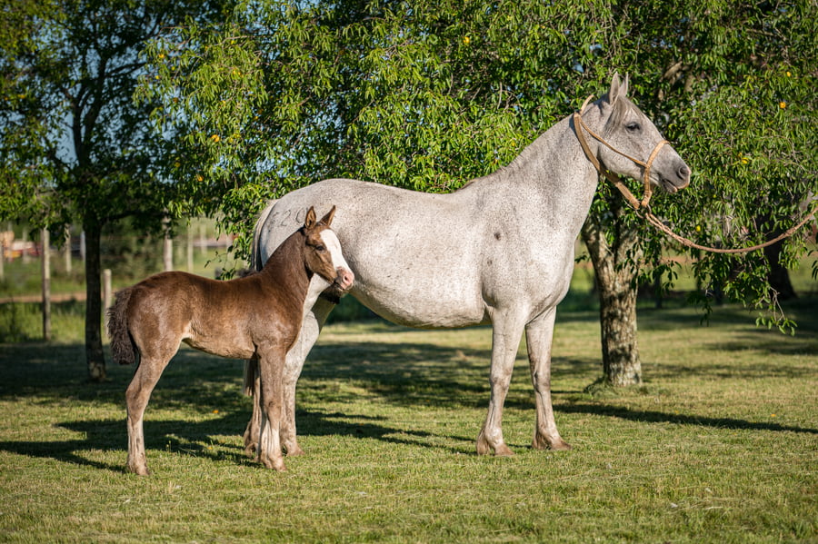 Lote Torcaza del Queguay