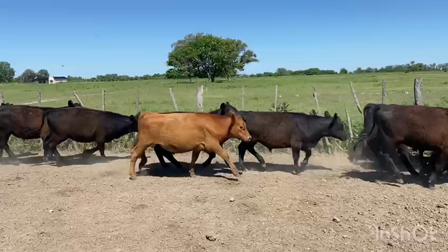 Lote 20 Novillitos en Brandsen, Buenos Aires