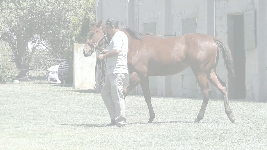 Lote COSTA VES (LENOVO -  QUE ME VES)