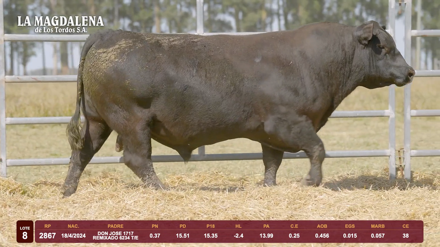Lote Lote 8 - Angus