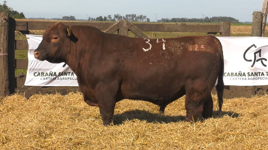 Lote Toros PC Colorado