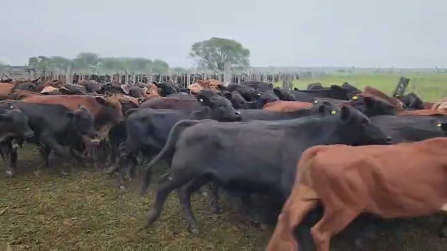 Lote 79 Terneros/as en Pampa Almirón, Chaco