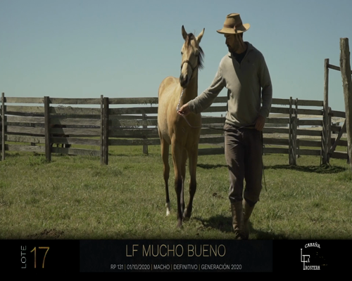 Lote LF MUCHO BUENO