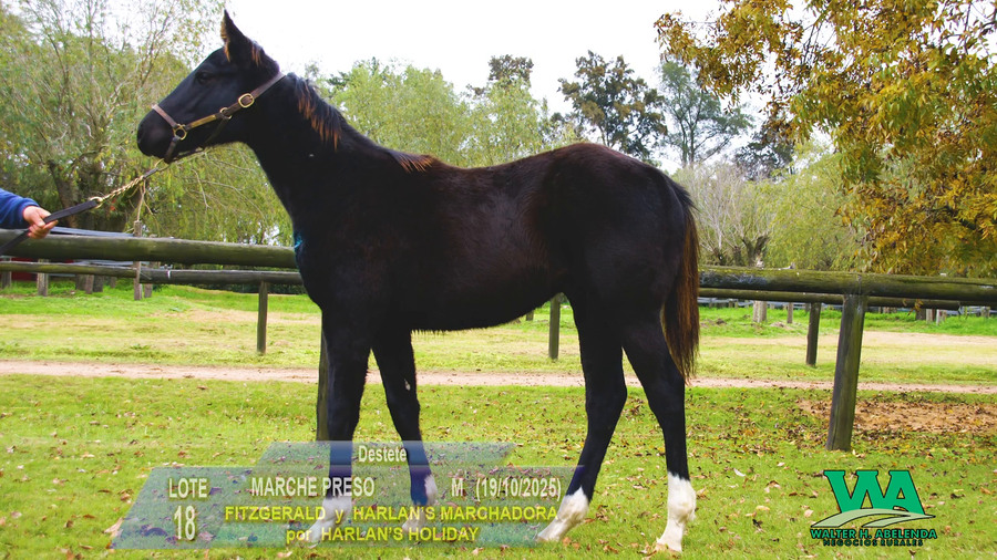 Lote MARCHE PRESO