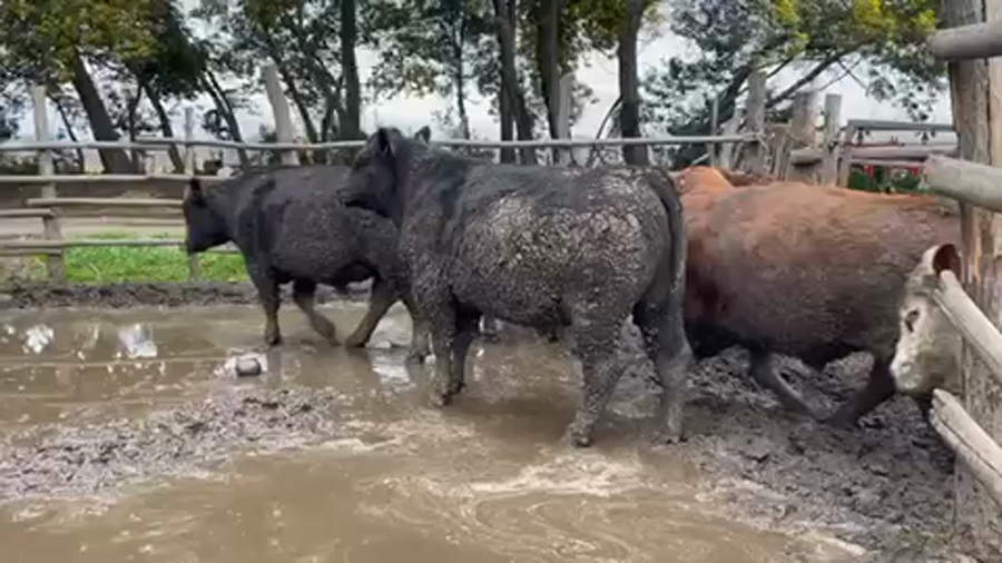 Lote 24 Novillo Gordo en Linares, VII  Región Maule