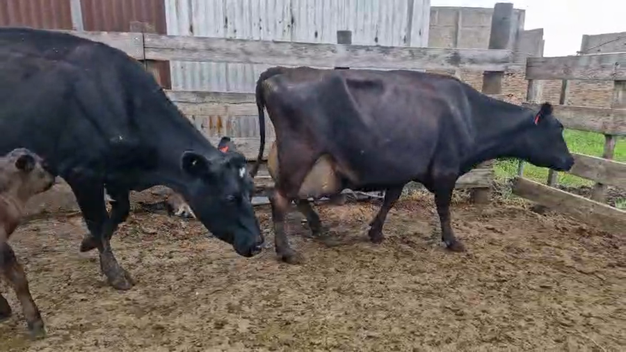 Lote 4 Vaca a remate en Pantalla Camy, San José