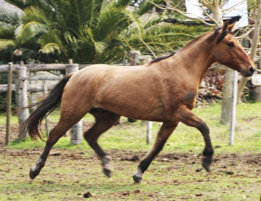 Lote Santa Gloria Por Encargo