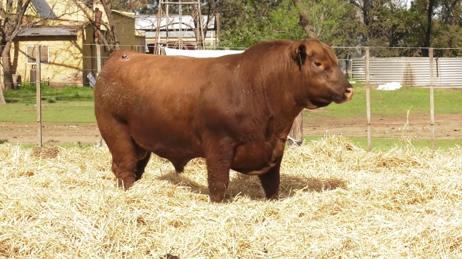 Lote TOROS PUROS CONTROLADOS