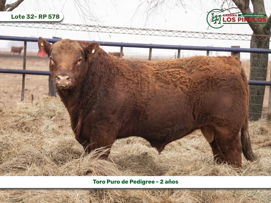 Lote TOROS PUROS DE PEDIGREE - 22/24 meses