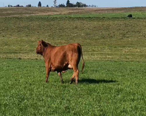 Lote (10 dosis) MAYU / SULTANA LANQUIMAY 882 YAS