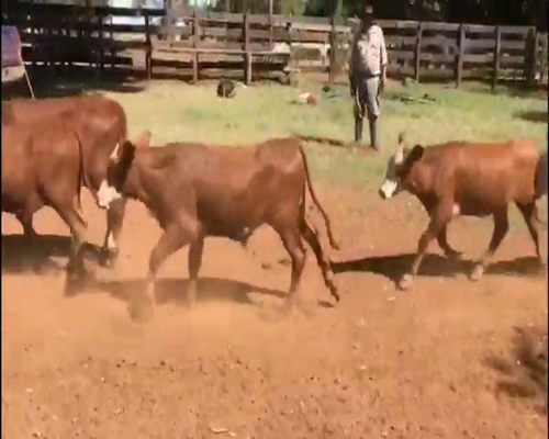 Lote 85 Terneros en Virasoro, Corrientes