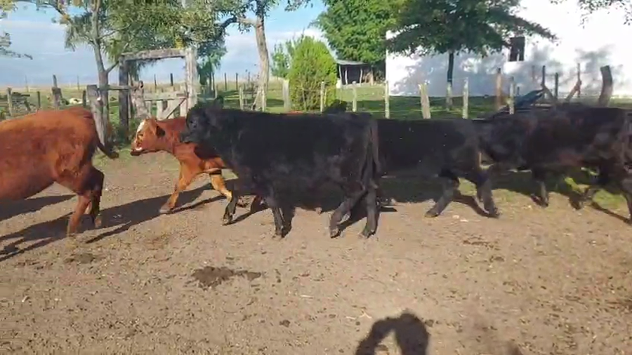 Lote 15 Terneros