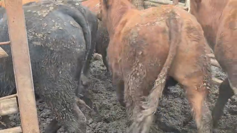 Lote 45 Novillo Gordo en San Rafael, VII  Región Maule