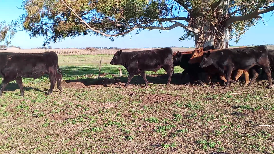 Lote 36 Novillitos en Salazar