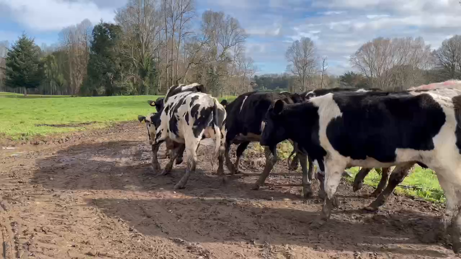 Lote 96 Novillo Engorda en Purranque, X Región Los Lagos