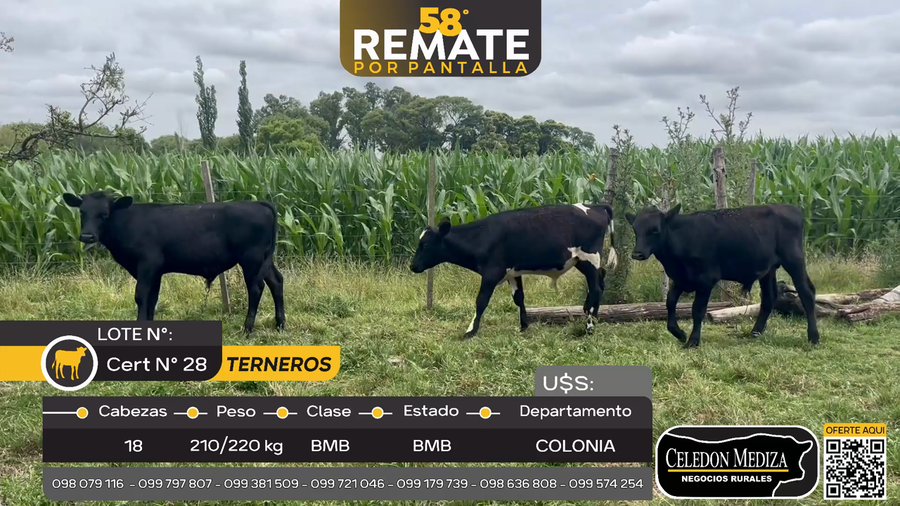 Lote 18 Terneros en La Horqueta, Colonia